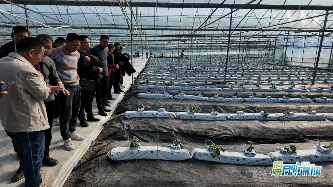 走出去，学回来！汨罗市设施蔬菜经营主体班赴外地“取经”