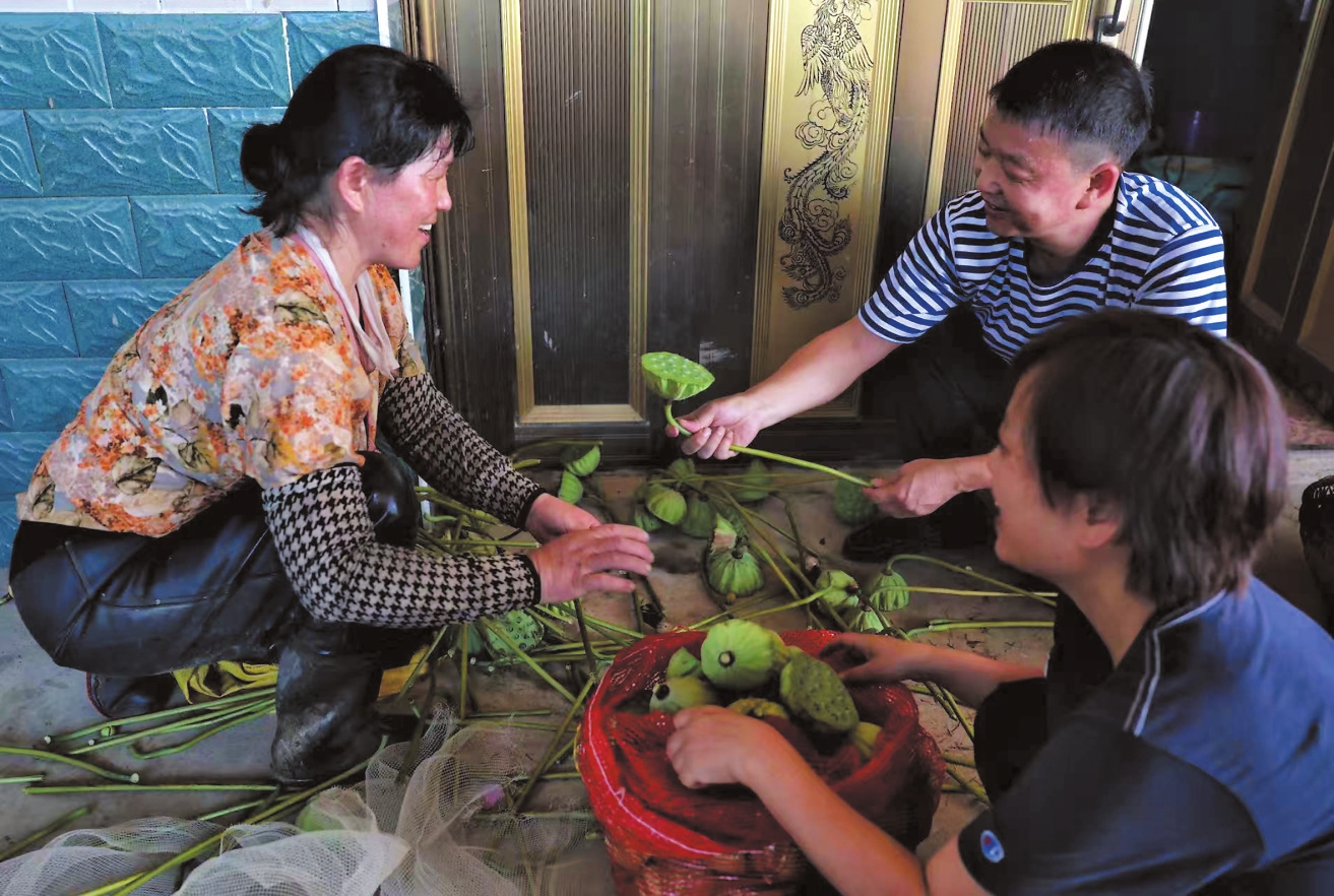 “新莲农”让洞庭湘莲香飘全国