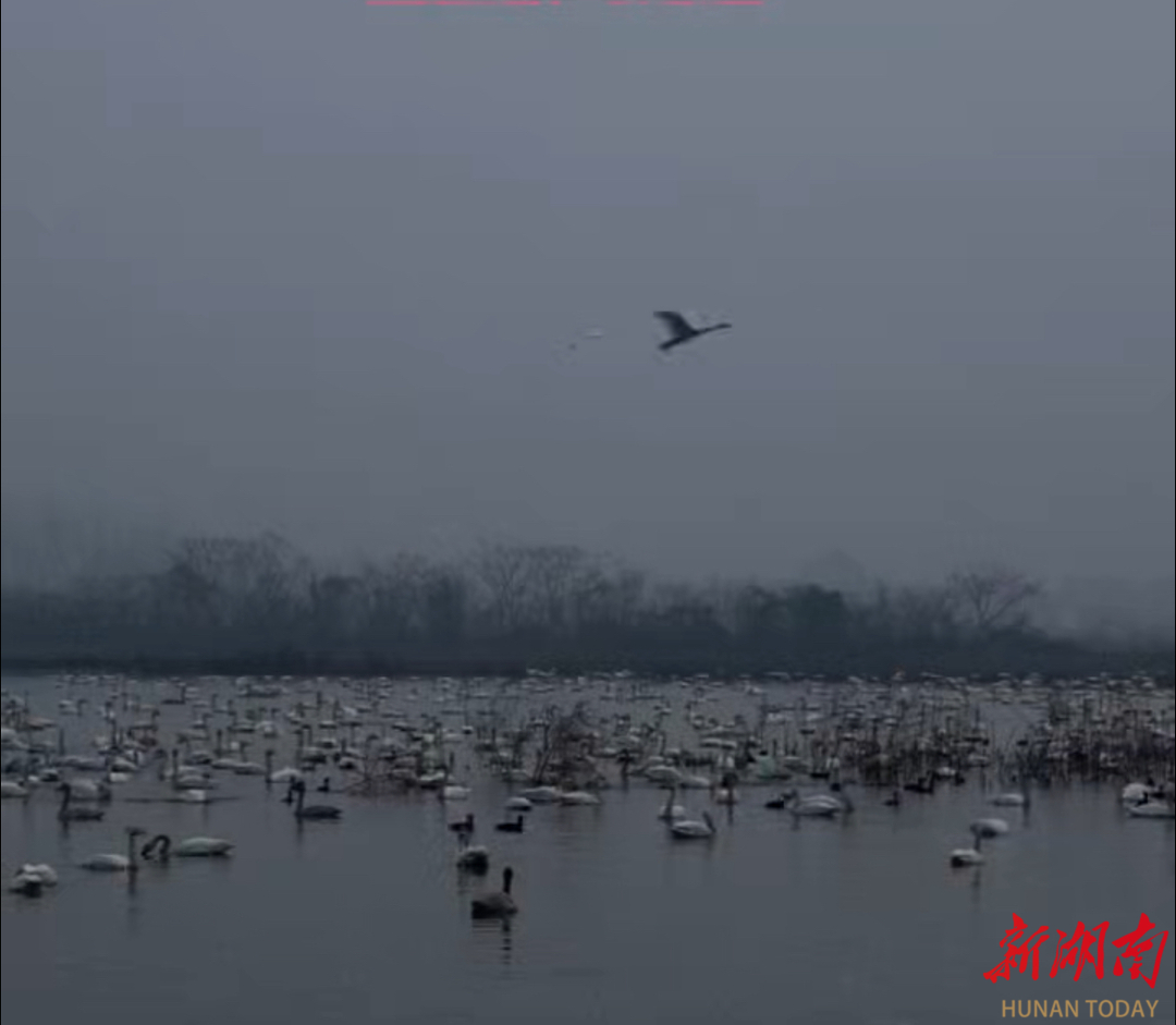 4:30起床拍什么？百余摄影师齐聚岳阳东古湖，捕捉候鸟足迹