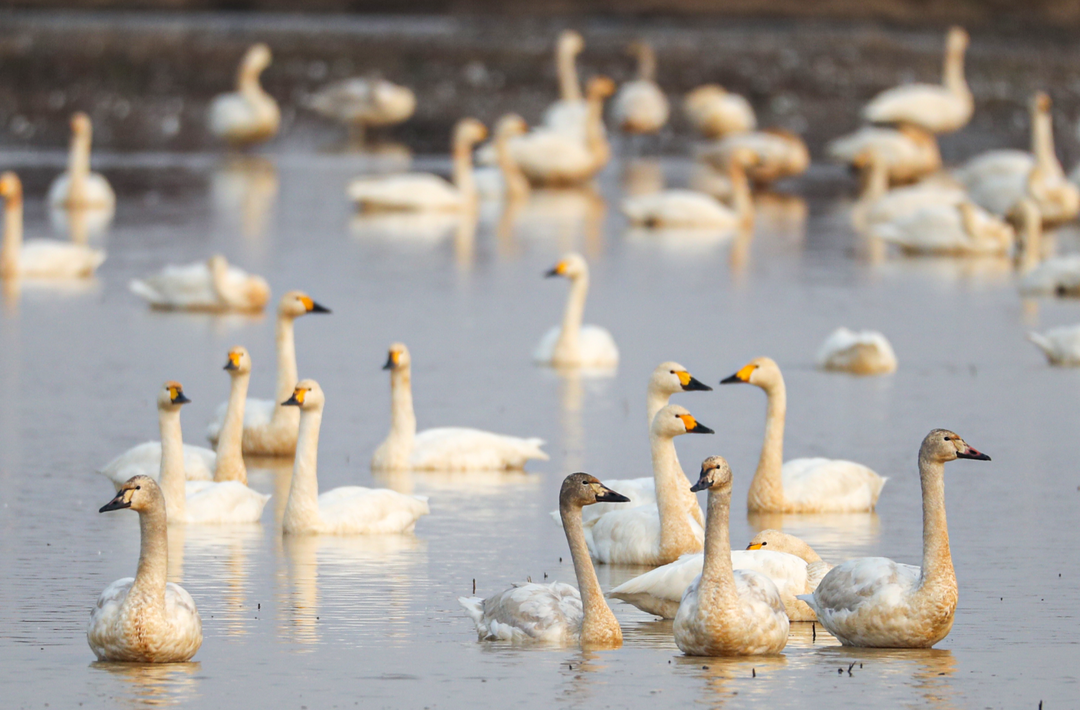 法治日报｜东古湖生态蝶变背后的检察守护