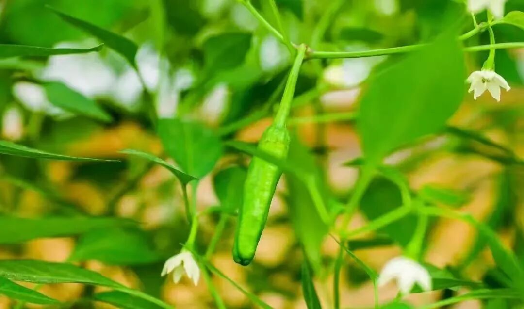 岳阳为什么要为“一根辣椒”立法？