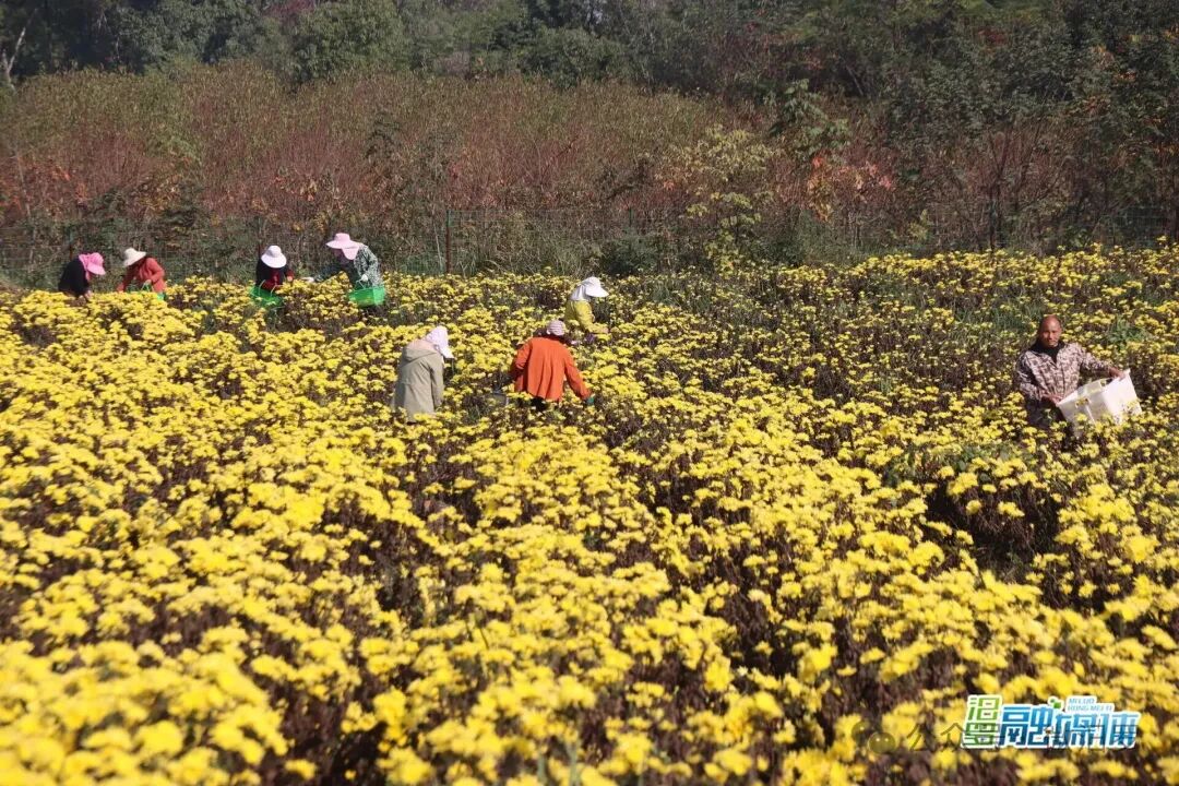 小小皇菊如何“开”出40万年产值？探秘汨罗这个“黄金”村