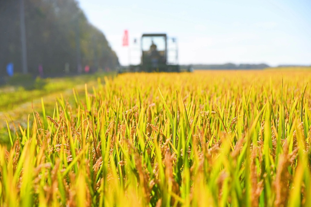 岳阳县 8万亩“酸田”变“良田” 水稻亩产3年累计提升10%@湖南日报
