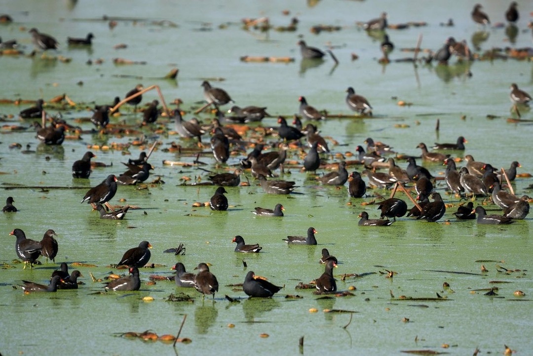 晨霜里的归期：岳阳东古湖迎来千只小天鹅