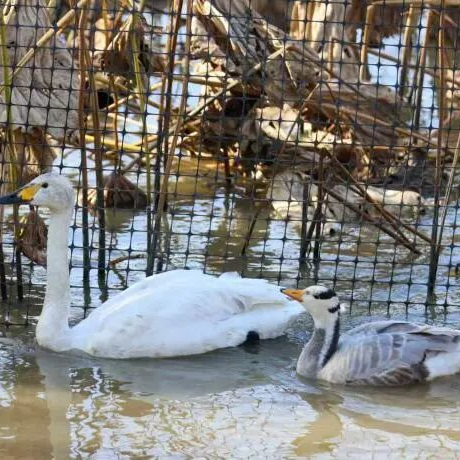 岳阳市屈原管理区：落单鸟类成挚友，居民护鸟暖人心