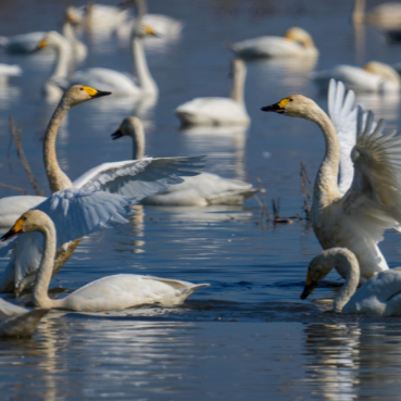 5000余只西伯利亚小天鹅“做客”岳阳：东古湖湿地迎来最佳观鸟期